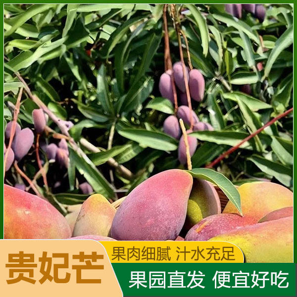 整箱树上熟广西南宁贵妃芒红金龙芒果中水果香甜净重精品礼盒
