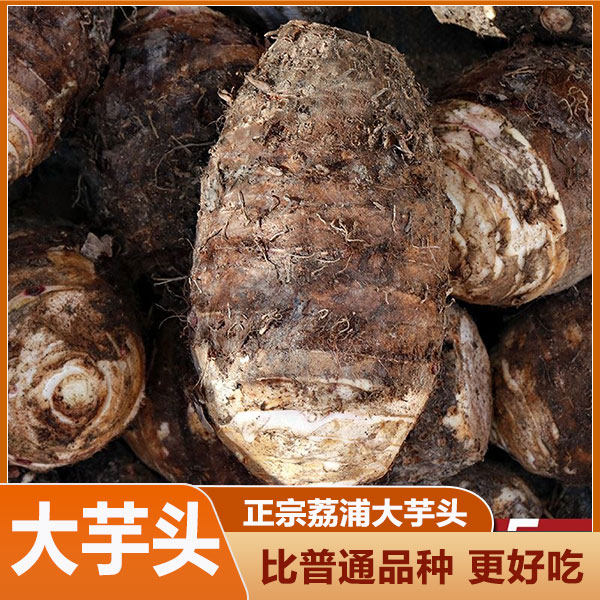 正宗广西荔浦芋头农产品新鲜鲜香农家现挖当季鲜香香芋大果紫色芋