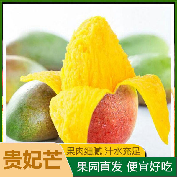 广西贵妃芒香甜芒果新鲜水果整箱应当季树上熟红金龙玉青煌台甜芒
