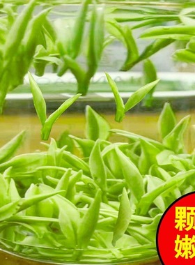 正宗白茶特级2025年新茶口粮茶绿茶吉安高山雨前散装茶叶礼盒