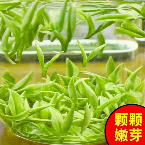 正宗安吉白茶2026新茶散装礼盒装