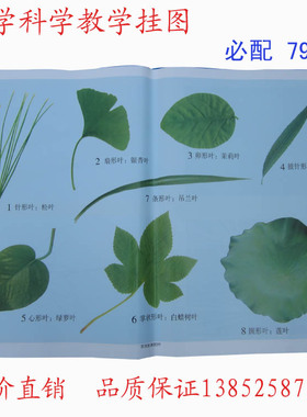 59004-59007 小学科学教学挂图 79幅 必配 对开 教学挂图 仪器
