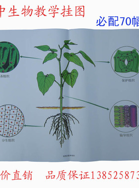 53001-53009 初中生物教学挂图 对开 必配 全套70幅 教学仪器