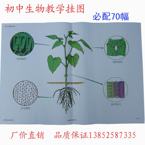 53001-53009 初中生物教学挂图 对开 必配 全套70幅 教学仪器