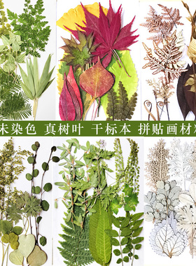 真树叶标本红绿黄白叶组合包套装儿童拼贴画材料枫叶银杏叶压花