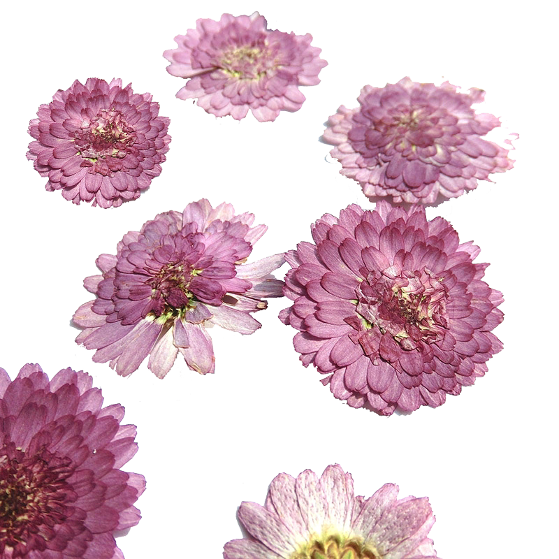 小紫菊玛格丽特百日菊蓝目菊锦葵干花包押花DIY压花标本装饰品