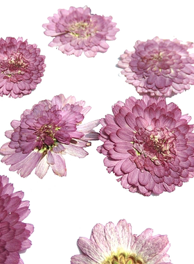 菊科锦葵百日菊押花DIY干花包