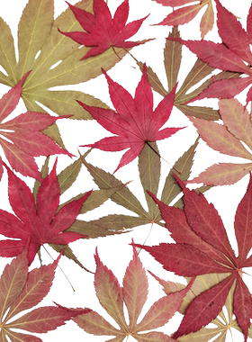 鸡爪槭红绿黄枫叶压花滴胶手机壳