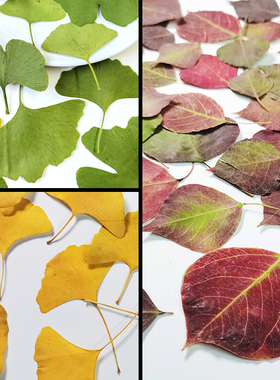 秋季银杏叶红黄绿乌桕蓝莓叶真树叶押花干花创意美术儿童手工材料