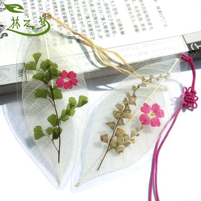 林之梦白针菊水草蝶舞