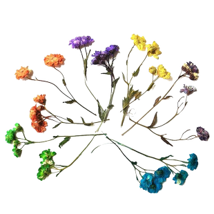 小雏菊花鳞托菊白针菊孔雀草紫菀花压花干花包标本手工材料创意