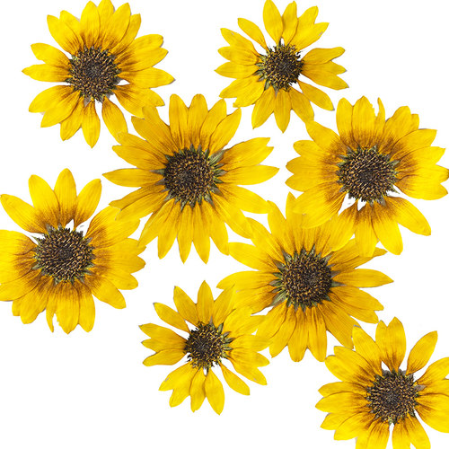 非洲标本质量怎么样 非洲标本口碑怎么样 小麦优选 非洲标本质量怎么样 非洲标本口碑怎么样 小麦优选