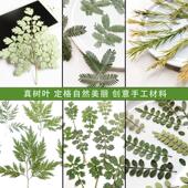 真树叶唐松草青蒿乌厥千鸟叶千层金香瑾枝叶水杉橄榄叶树叶画材料