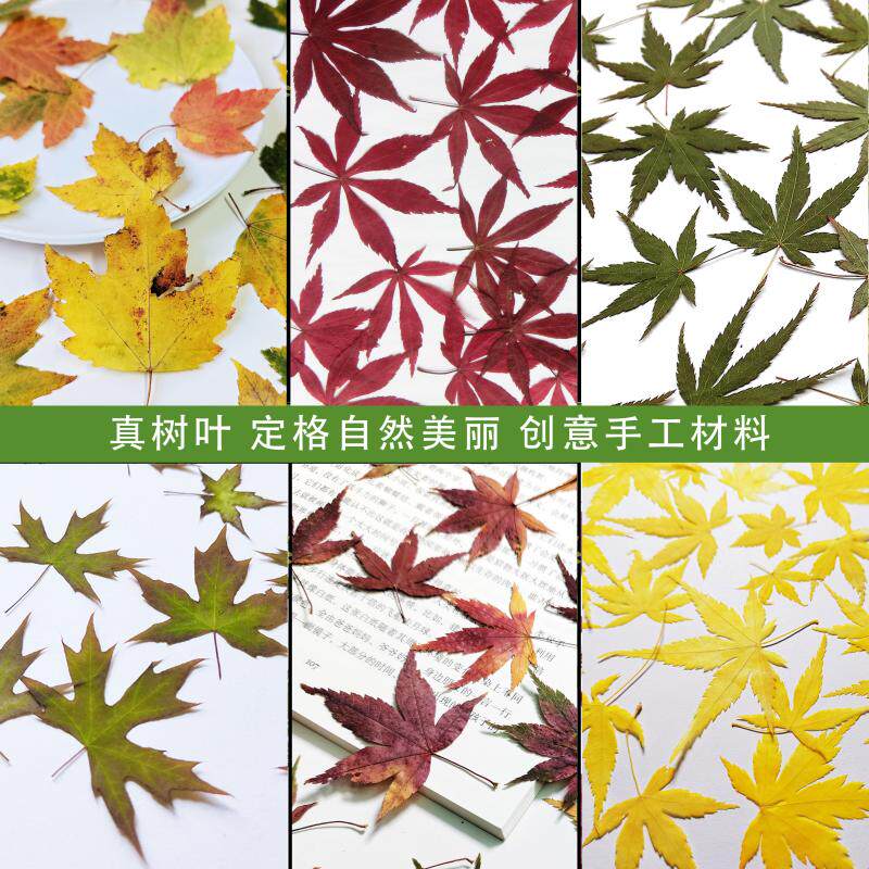鸡爪槭红绿黄枫叶压花滴胶手机壳图片