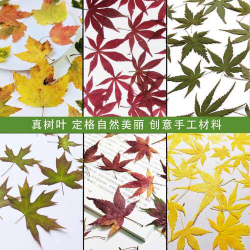 鸡爪槭红绿黄枫叶压花滴胶手机壳