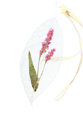 林之梦白针菊水草蝶舞