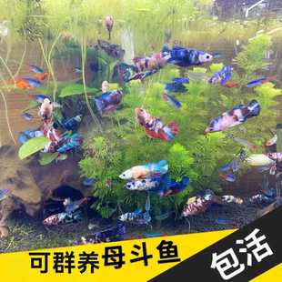 泰国斗鱼观赏鱼将军母斗鱼苗金鱼热带好养耐活体小型鱼缸淡水半月