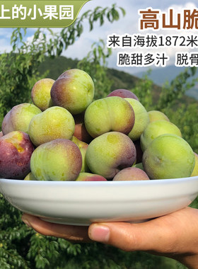 四川脱骨李青脆李子新鲜当季水果
