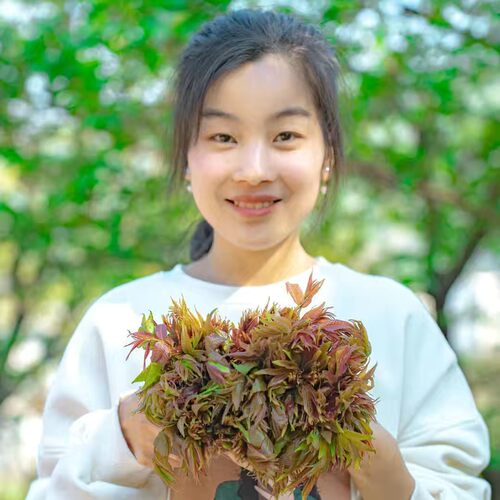 新鲜香椿芽嫩芽头茬香椿叶新鲜露天香椿应季春菜红香椿