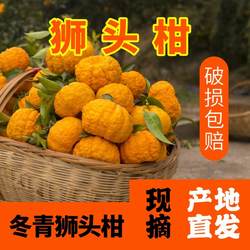 旬阳狮头柑鲜果现摘现发礼盒精选大果陕西丑八怪冬青狮头柑不知火