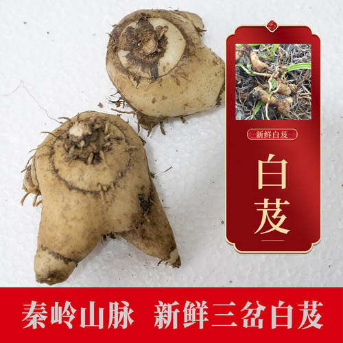 秦岭白芨新鲜白芨种根正品白芨中材秦巴山区三岔旱白芨包邮