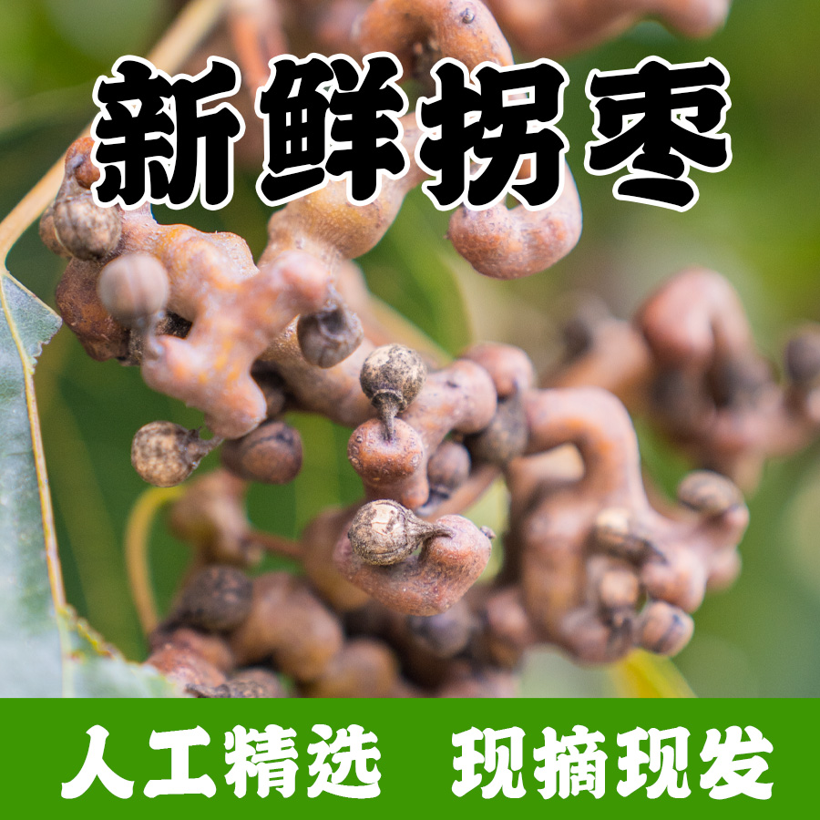 拐枣新鲜生吃泡酒拐枣梦王寨
