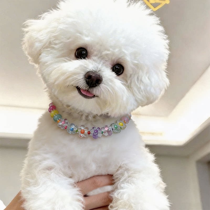 狗狗珍珠项链小型犬脖圈配饰宠物配饰通用舒适西高地项圈可爱装饰图片