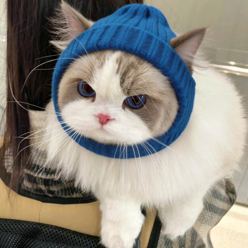 猫咪帽子秋冬小猫头套保暖复古休闲针织毛线帽小型猫英短布偶帽子