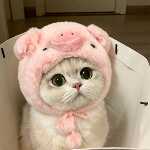 猫咪帽子秋冬保暖加厚小猪小鸡造型毛绒帽猫咪头套金渐层萌宠帽子