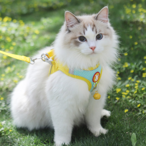 猫咪牵引绳夏季透气可调节