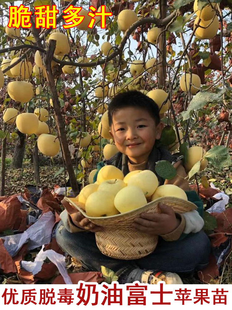 奶油富士苹果树苗嫁接黄金苹果苗庭院盆栽地栽南北方种植果树果苗