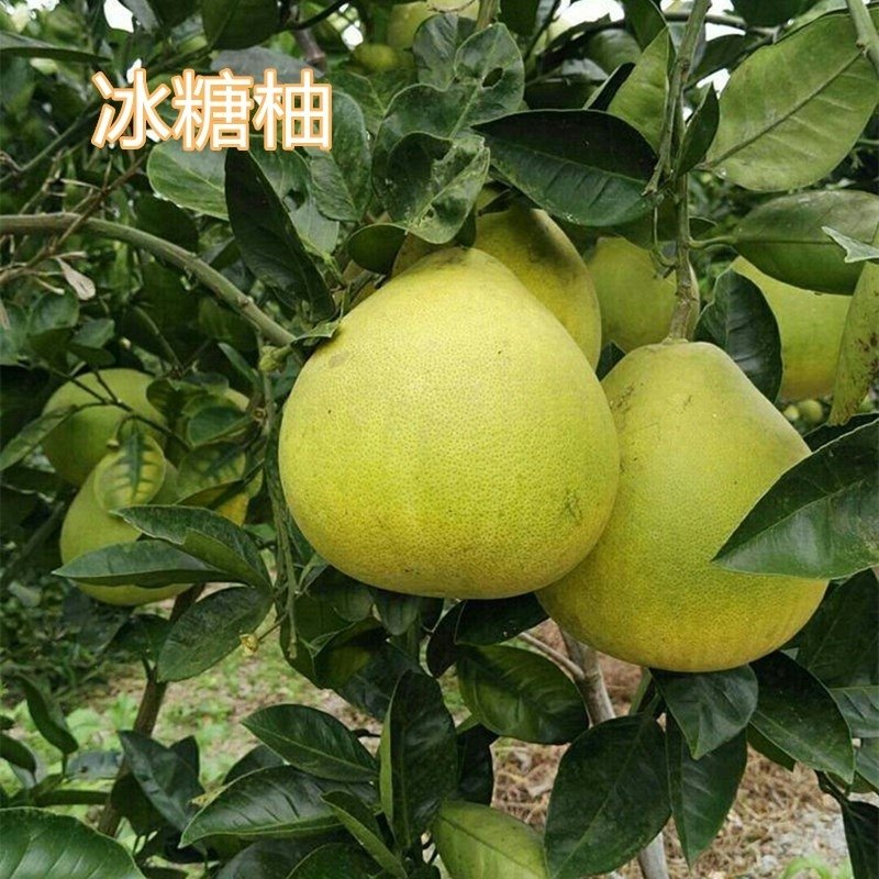 冰糖柚树苗金丝柚子苗蜜柚树苗嫁接柚子树苗盆栽地栽种植当年结果