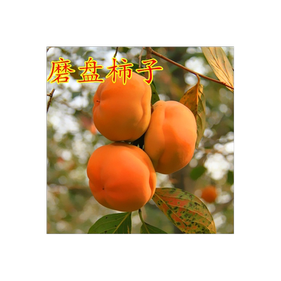 磨盘柿树苗 嫁接柿子苗 房山磨盘甜柿果树当年结果盆栽地栽树苗