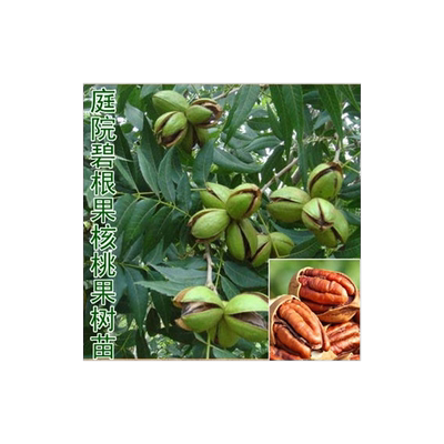 树苗美国碧根果南方北方种植盆栽