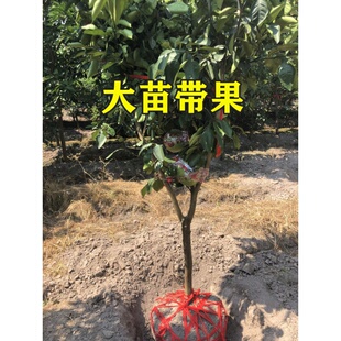 葡萄柚树苗三红蜜柚子苗 红心蜜柚苗 嫁接马家柚子树苗当年结果