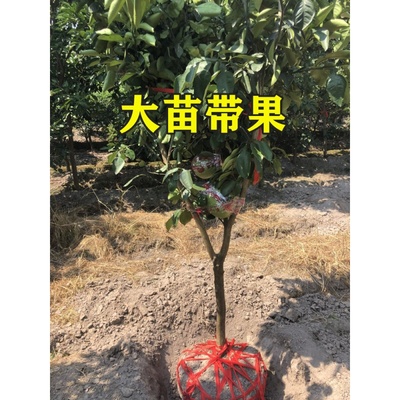 葡萄柚树苗三红蜜柚子苗 红心蜜柚苗 嫁接马家柚子树苗当年结果