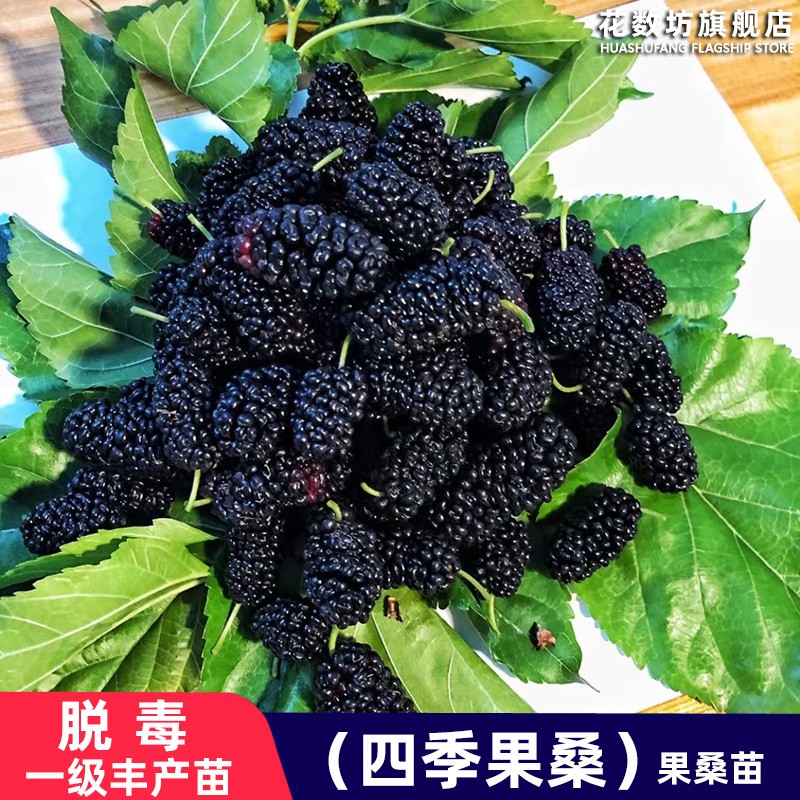 四季桑葚树苗十大果桑苗短果桑苗黑桑果树苗嫁接长果桑苗当年结果