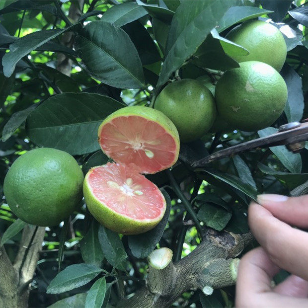 新品种小果柠檬红皮红肉柠檬苗四季常绿果树苗盆栽地栽南北方种植