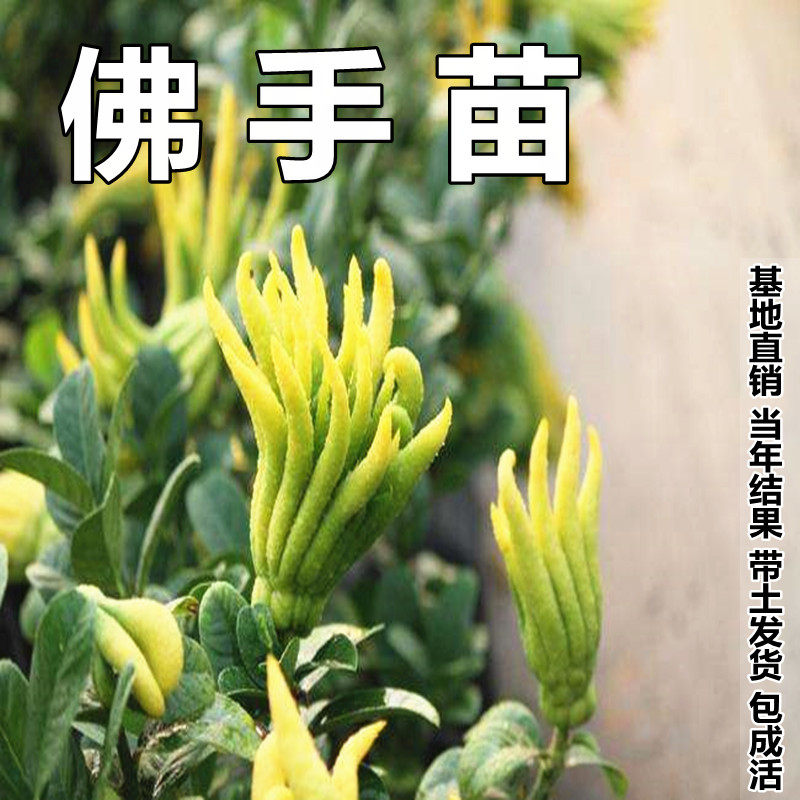 佛手苗盆栽佛手树苗盆景千佛手树苗带果发货阳台室内外南北方种植