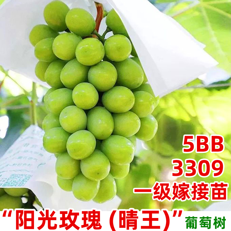 嫁接阳光玫瑰葡萄树苖晴王香印葡萄苗5bb砧木3309【一级苗】