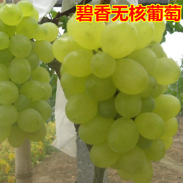 超早熟葡萄苗 碧香无核葡萄 盆栽地栽果树苗木无核葡萄树当年结果