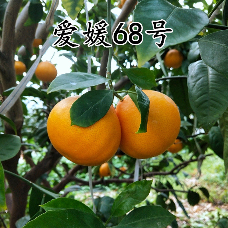 嫁接桔子苗象山黄美人68号柑橘桔子树苗蜜桔红美人柑桔南北方种植