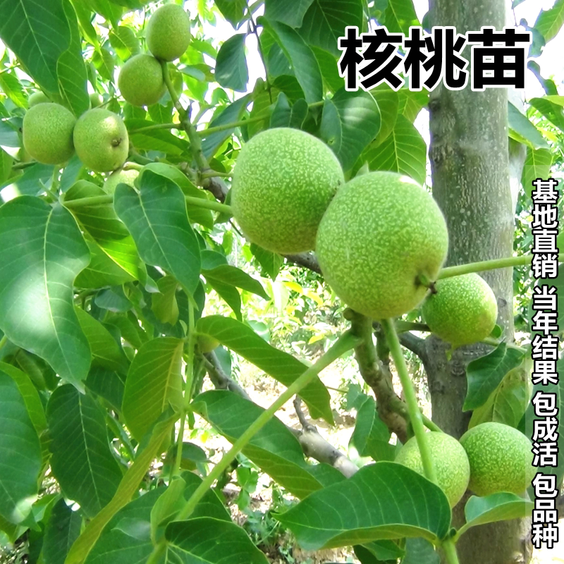 核桃苗核桃树苗嫁接苗8518薄皮核桃苗地栽盆栽南北方种植当年结果