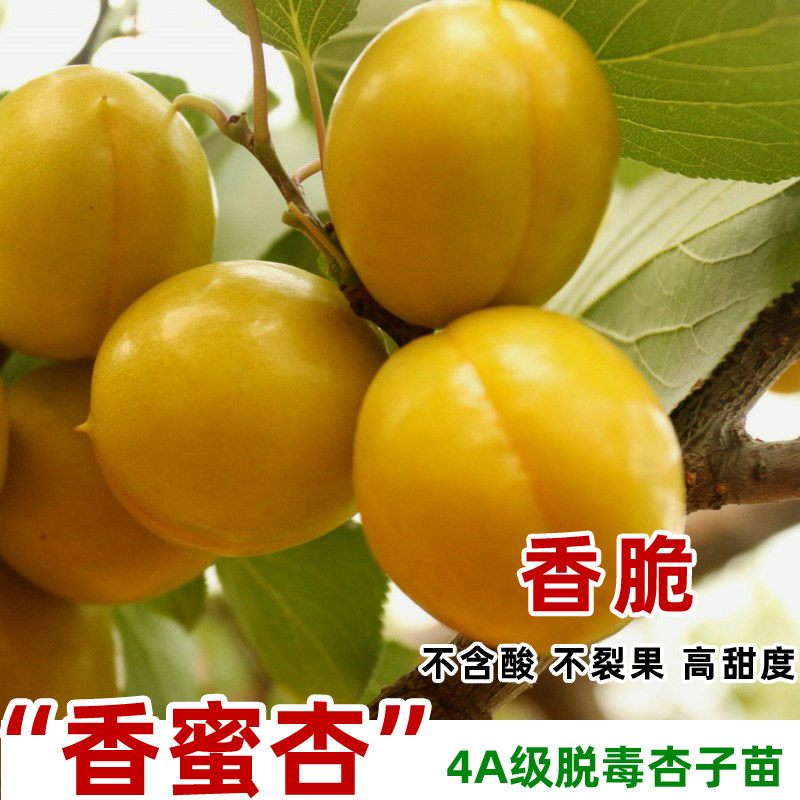 荷兰香蜜杏树苗香脆高甜南方北方庭植嫁接甜杏苗盆地栽当年结果