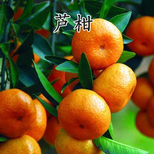 椪柑苗芦柑桔子苗 岩溪晚芦 晚熟椪柑橘子苗盆栽地栽嫁接芦柑苗