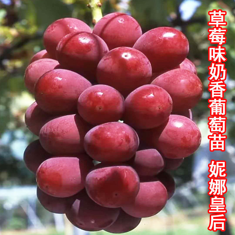 新品种无籽葡萄苗爬藤草莓味妮娜皇后葡萄树苗盆栽地栽南北方种植