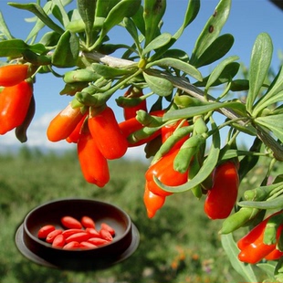 红枸杞树苗南方北方四季种植阳盆栽地栽黑枸杞苗当年结果果树树苖