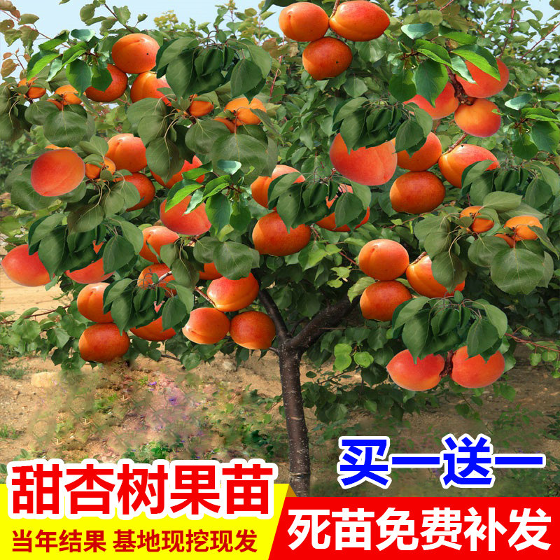 巨蜜王杏苗南北方地栽种植特大杏树果苗盆栽嫁接杏子苗树当年结果