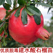 建水酸石榴树苗硬籽石榴苗庭院盆栽地栽南北方种植当年结果果树苗