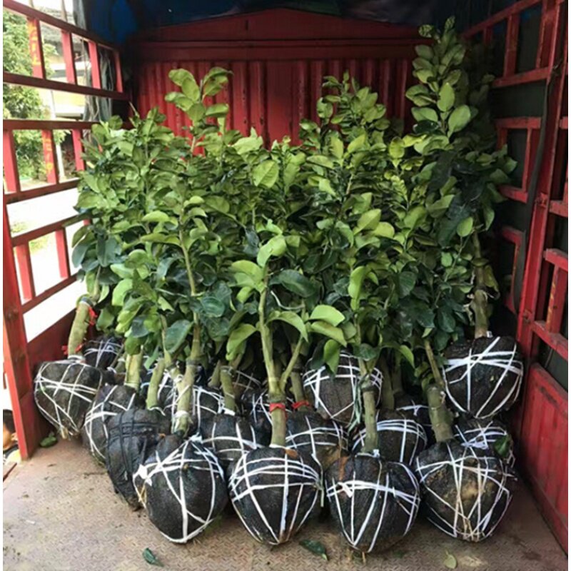 三红柚子大果树苗红心柚树苗当年挂果树葡萄柚树带土球发货
